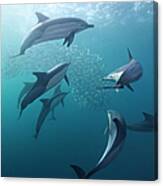 Dolphin With Sardines Fish Canvas Print