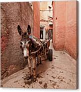 Donkey In Medina Canvas Print