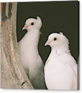 A Pair Of Doves Canvas Print