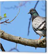 Dove Perched On A Tree Branch Canvas Print