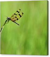 Dragonfly On A Blade Of Grass Canvas Print