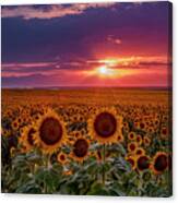 Dramatic Colorful Colorado Sunflower Sunset Canvas Print