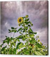 Dramatic Sunflower Canvas Print