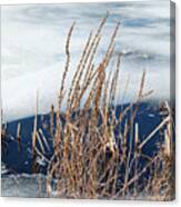 Dried Weeds And Ice On Pond Canvas Print