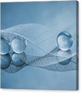 Dry Leaf And Bubbles Canvas Print