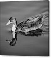 Duck In Black And White Canvas Print