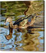 Duck Speed Swimming Canvas Print