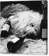 Dulux Dog Drunk Canvas Print