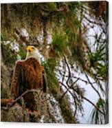 Eagle In Tree Canvas Print