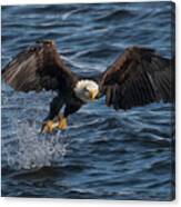 Eagle On The Mississippi River Canvas Print