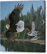 Eagle Osprey Canvas Print