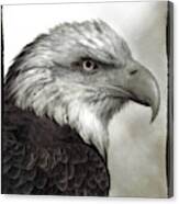 Eagle Protrait Canvas Print