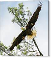 Eagle Swooping Down Canvas Print