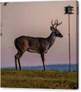 Early Morning Buck Canvas Print