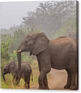 Early Morning Elephants Canvas Print