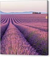 Early Morning In A Provences Lavender Canvas Print