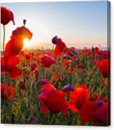 Early Morning Red Poppy Field Scene Canvas Print