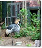 East African Crowned Crane Canvas Print