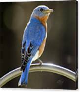 Eastern Bluebird Canvas Print