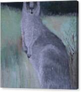 Eastern Grey Kangaroo Canvas Print
