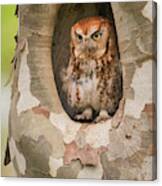 Eastern Screech Owl In Sycamore Bi10140 Canvas Print