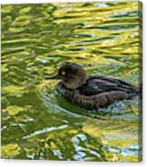 Eclipse Merganser Canvas Print