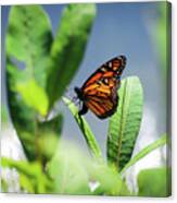 Egg Laying Monarch Butterfly Canvas Print