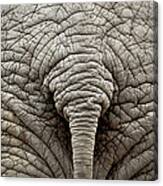 Elephant But Canvas Print