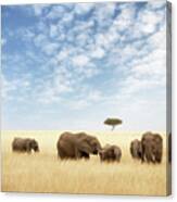 Elephant Group In The Grassland Of The Masai Mara Canvas Print