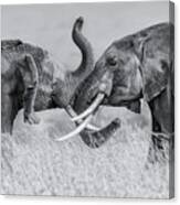 Elephant "tai Chi" Canvas Print