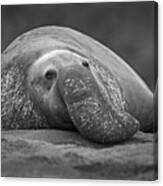 Elephant Seal At Rest Canvas Print