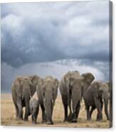 Elephant Walk Canvas Print