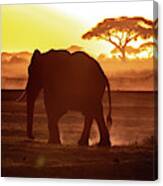 Elephant Walking Through Amboseli At Sunset Canvas Print