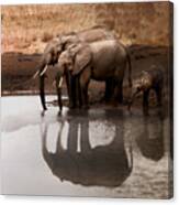 Elephants Drinking Water Canvas Print