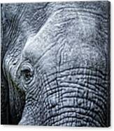 Elephants Eye Close-up Canvas Print