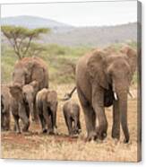 Elephants Herd Canvas Print