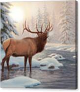 Elk Bugleing Canvas Print