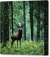 Elk In Forest Canvas Print
