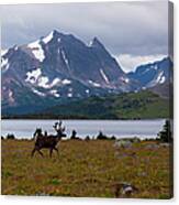 Elk, Jasper National Park, Alberta Canvas Print