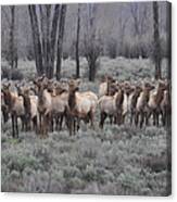 Elk Pose For A Photo, Wyoming Canvas Print
