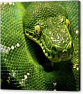 Emerald Python Canvas Print