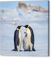 Emperor Penguin Family Canvas Print