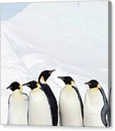 Emperor Penguins And Icebergs, Weddell Canvas Print