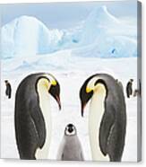 Emperor Penguins With Chick Canvas Print