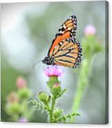 Ethereal Beauty - Monarch Butterfly Canvas Print