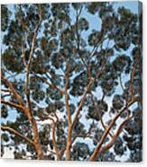 Eucalyptus Tree Trunk Canopy, Evening Canvas Print