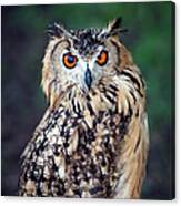 Eurasian Eagle-owl Bubo Bubo Canvas Print