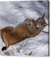 Eurasian Lynx Basking In The Snow In Late Winter Canvas Print