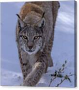 Eurasian Lynx Canvas Print