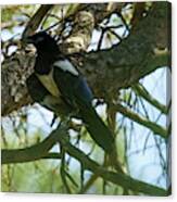 Eurasian Magpie Birds Of The Corvidae Crow Family Canvas Print
